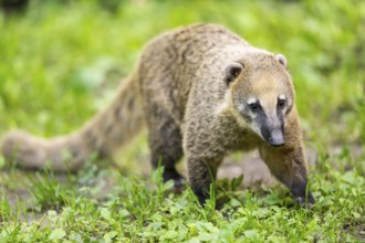 South American coati (Nasua nasua) walking on the ground, captive, Zoo Augsburg