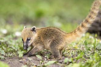 South American coati (Nasua nasua) youngster standing on the ground, captive, Zoo Augsburg