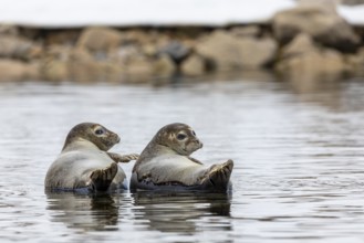 Two harbour seals (Phoca vitulina) lying on stones in the water, Mammals (Mammalia),