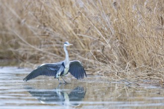Grey heron (Ardea cinerea) Germany