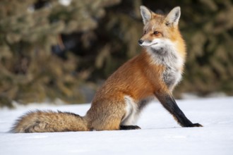 Red fox (vulpes vulpes), Fox sitting on snow and looking behind him, Province of Quebec, Canada,