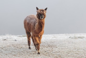 A brown alpaca (Vicugna pacos) stands in dense fog on a frozen meadow in hilly terrain. Captive,