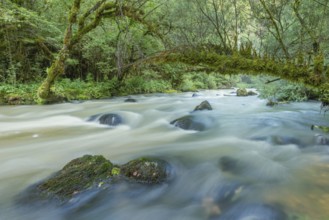 A river flows through a lively forest with smooth rocks that are partially submerged in the water.