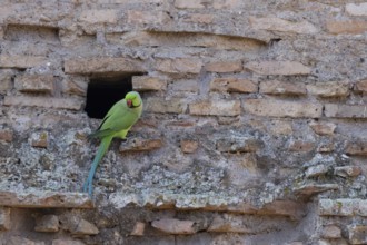 Ring-necked parakeet (Psittacula krameri) adult bird next to a hole in an ancient wall in the city,
