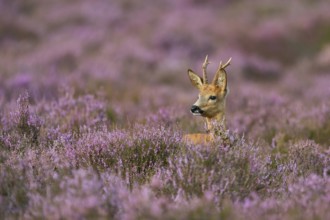 Heather buck... Roe deer (Capreolus capreolus), roebuck in purple flowering heather, heather