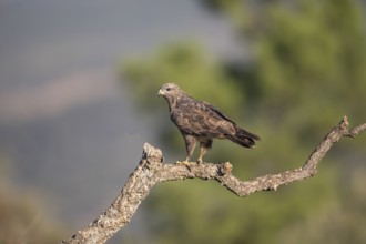 Common buzzard (Buteo buteo), Extremadura, Castilla La Mancha, Spain