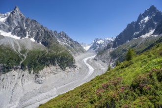 Picturesque mountain landscape with blooming alpine roses, imposing mountain peaks and glaciers,