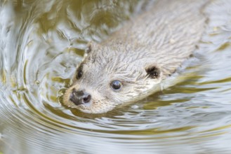 Eurasian otter (Lutra lutra) swimming in the water, Hesse, Germany