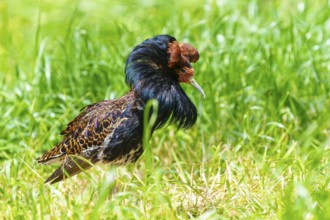 A bird with a striking, colourful plumage stands in tall grass, head slightly lowered, ruff