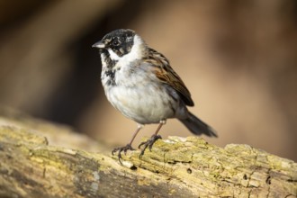 Reed bunting (Emberiza schoeniclus) ml Germany