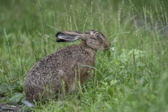 European hare (Lepus europaeus), Emsland, Lower Saxony, Germany