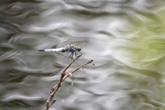 Dragonfly on a lake shore, July, Germany