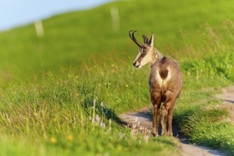 Chamois on a path with green background and play of light, chamois, chamois, (Rupicapra