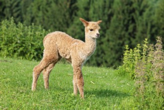 A newly born white alpaca (Vicugna pacos) stands in a green meadow on a sunny day. A green forest