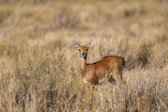 Steenbok (Raphicerus campestris), adult female, standing in dry grass, in the morning light, Khama