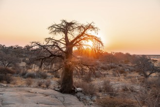 Sunset, African baobab or baobab tree (Adansonia digitata), Dry landscape, Kubu Island (Lekubu),
