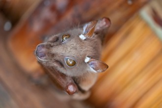 Funny bat, looks angry, conspiratorial, Kruger National Park, South Africa