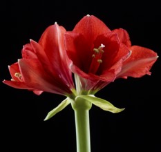 Amaryllis blossoms (Hippeastrum striatum)