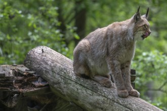 Eurasian lynx (Lynx lynx), wildlife park, Bavaria, Germany