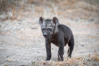 Spotted hyena (Crocuta crocuta), male young, Kruger National Park, South Africa