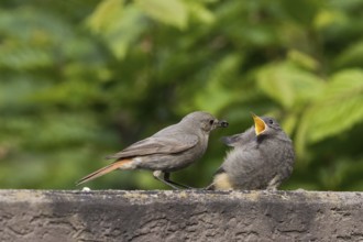 A female black redstart (Phoenicurus ochruros) feeding young on a wall, Hesse, Germany