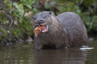 Eurasian otter (Lutra lutra) adult animal eating a fish in a river, England, United Kingdom