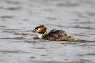 Great Crested Grebe (Podiceps scalloped ribbonfish), with chicks on its back, Vulkaneifel,