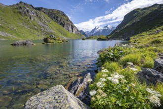 Flowers on the shore, mountain lake with view of mountain peaks, Lac du Louvie with summit Grand