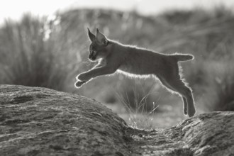 Caracal (Caracal caracal) cub jumping, Castile-La Mancha, Spain