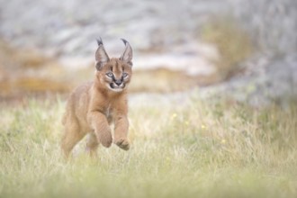 Caracal (Caracal caracal) playful cub running, Castile-La Mancha, Spain