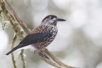 Spotted Nutcracker (Nucifraga caryocatactes), St. Gallen, Switzerland