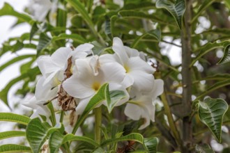 White frangipani (Plumeria pudica), San Cristobal, Galapagos, Ecuador