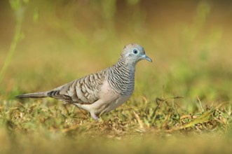 Peaceful Dove (Geopelia placida), Queensland, Australia