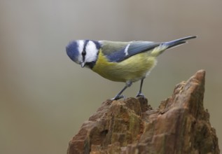 Eurasian Blue Tit (Cyanistes caeruleus), Mecklenburg-Western Pomerania, Germany