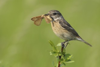 European Stonechat (Saxicola rubicola) female, North Rhine-Westphalia, Germany