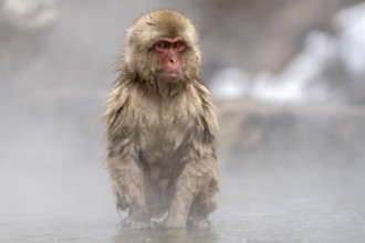 Japanese macaque (Macaca fuscata), wet, bathing, in winter, Jigokudani Snow Monkey Park,