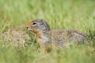 Columbia ground squirrel (Urocitellus columbianus, Spermophilus columbianus), British Columbia,