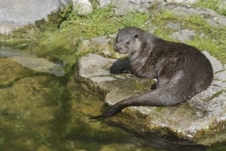 Eurasian otter or European otter (Lutra lutra) lying on a stone on the shore, Germany