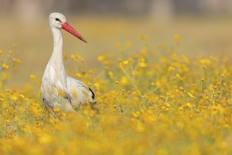 Weißstorch, White Stork, Ciconia ciconia, Cigogne blanche, Cigüeña Blanca, Cigüeña Común