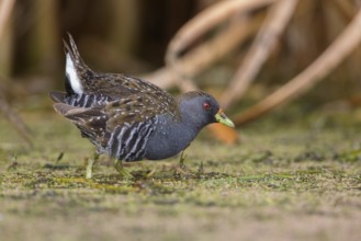Australian Crake (Porzana fluminea) foraging, Victoria, Australia