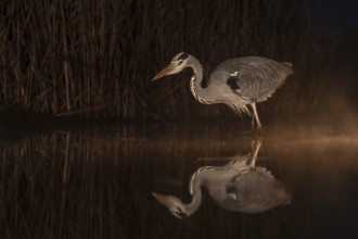 Grey Heron (Ardea cinerea), Kiskunsag National Park, Hungary