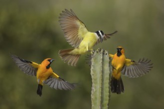 Great Kiskadee & Altamira Oriole (Pitangus sulphuratus & Icterus gularis) wrangling, Texas, USA