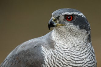 Northern Goshawk (Accipiter gentilis), adult male, Castile and Leon, Spain