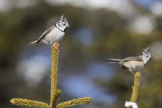 Crested Tit - Haubenmeise - Lophophanes cristatus ssp. cristatus, Austria, adult