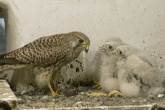 Common Kestrel (Falco tinnunculus) juvenile, Saxony, Germany