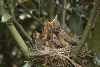Common Blackbird (Turdus merula) juvenile, Lower Saxony, Germany