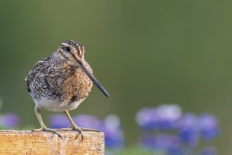 Common Snipe (Gallinago gallinago), Iceland