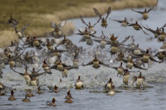 Eurasian Wigeon (Mareca penelope) flock landing, Netherlands