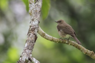 Black-billed Thrush (Turdus ignobilis) perched on a branch in Manu National Park, Peru