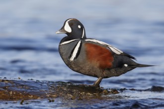 Harlequin Duck (Histrionicus histrionicus) feeding along the shoreline in Victoria, BC, Canada